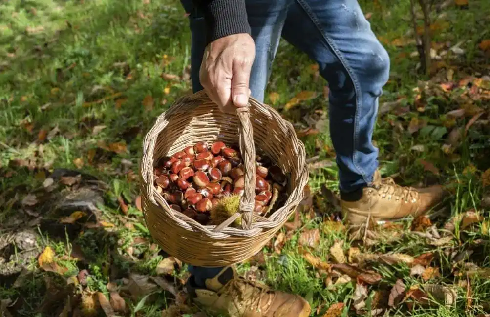 raccolta castagne