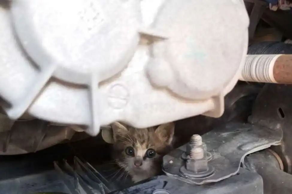 gatti incastrati nel vano motore di un auto