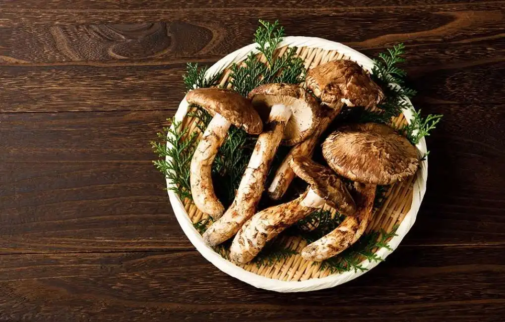 funghi matsutake