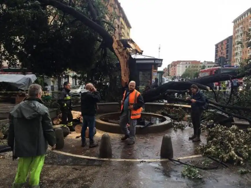 albero caduto a piazza alberone roma maltempo