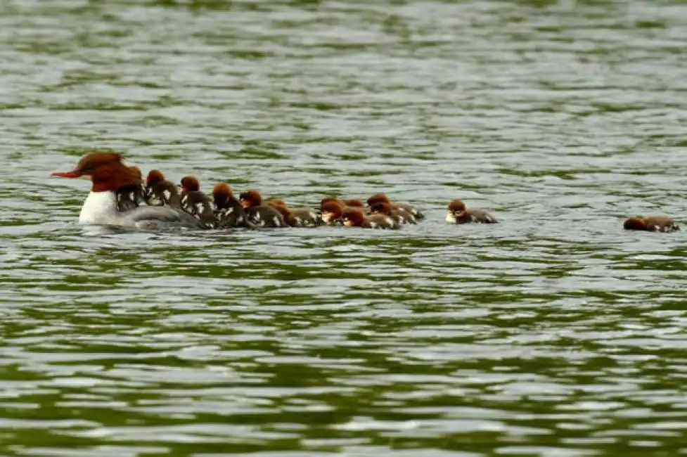 duck anatra papera