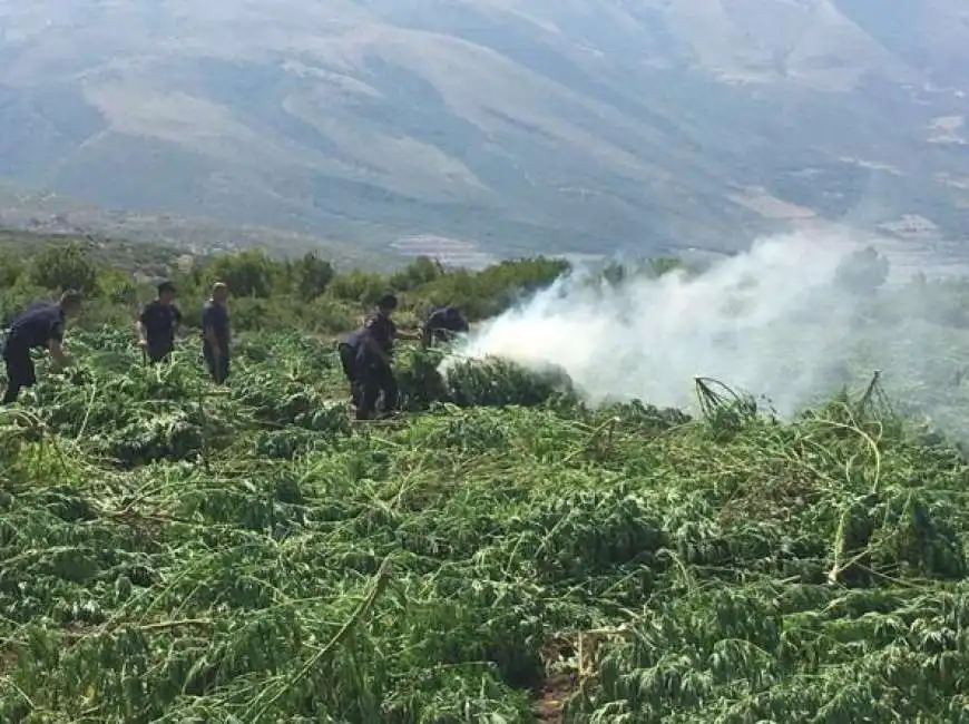 marijuana albania