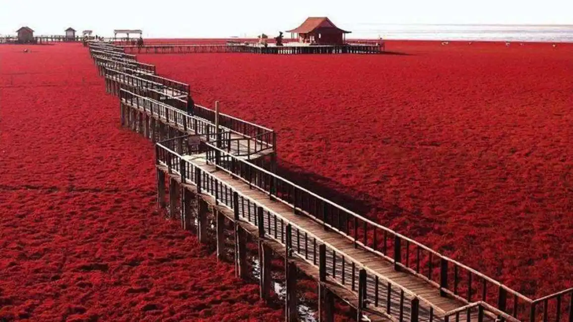 spiaggia rossa cina