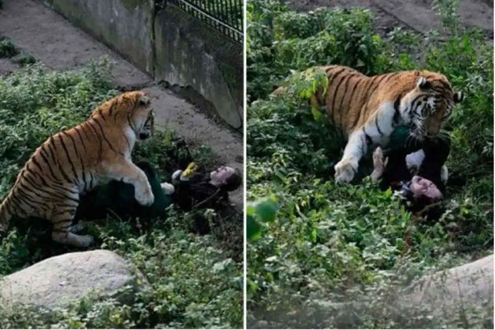 tigre siberiana attacca custode dello zoo