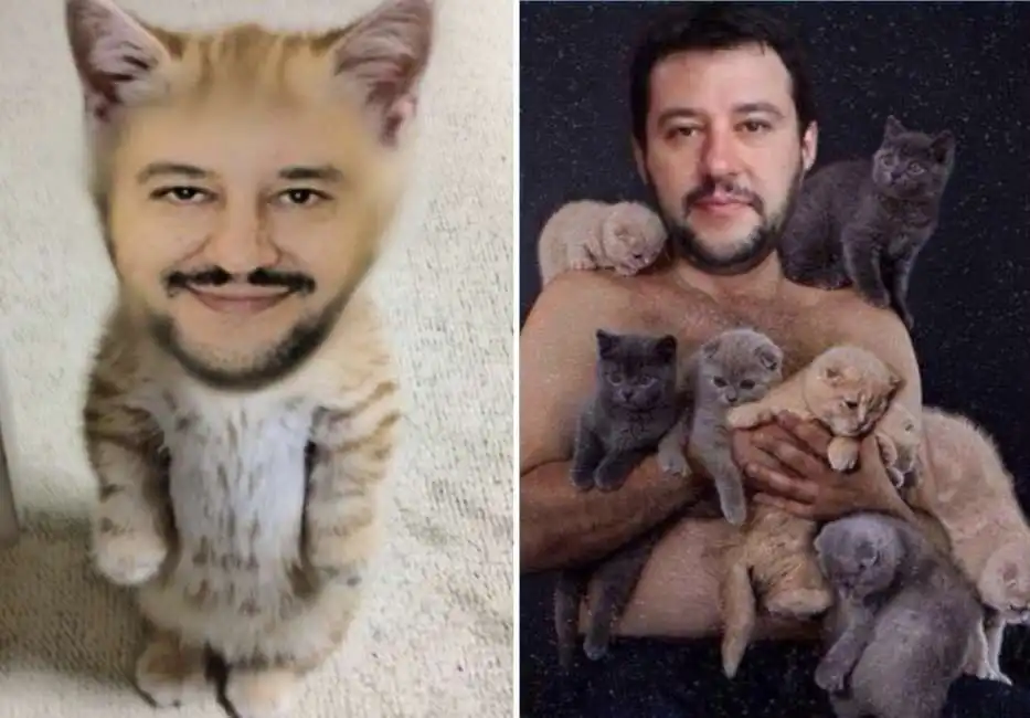 salvini gattini