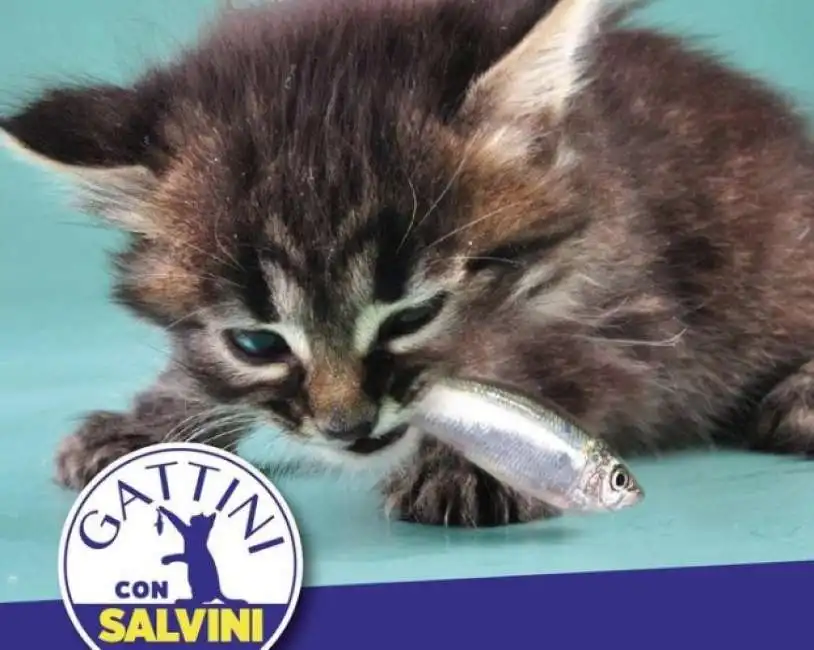 gattini salvini sardine 