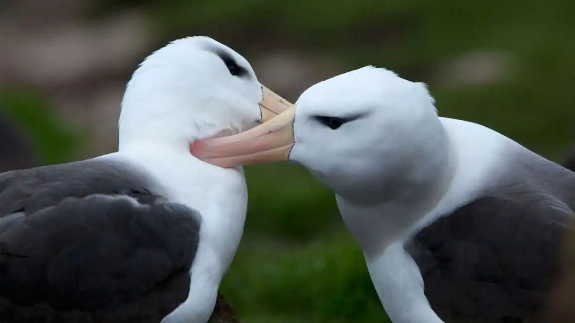 albatros dai sopraccigli neri 