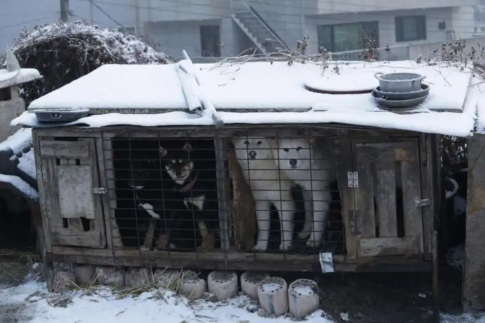 allevamento di cani in corea del sud