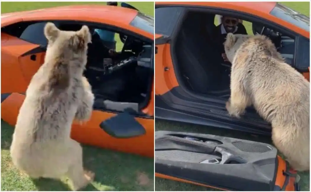 orso dello sceicco stacca la portiera della lamborghini