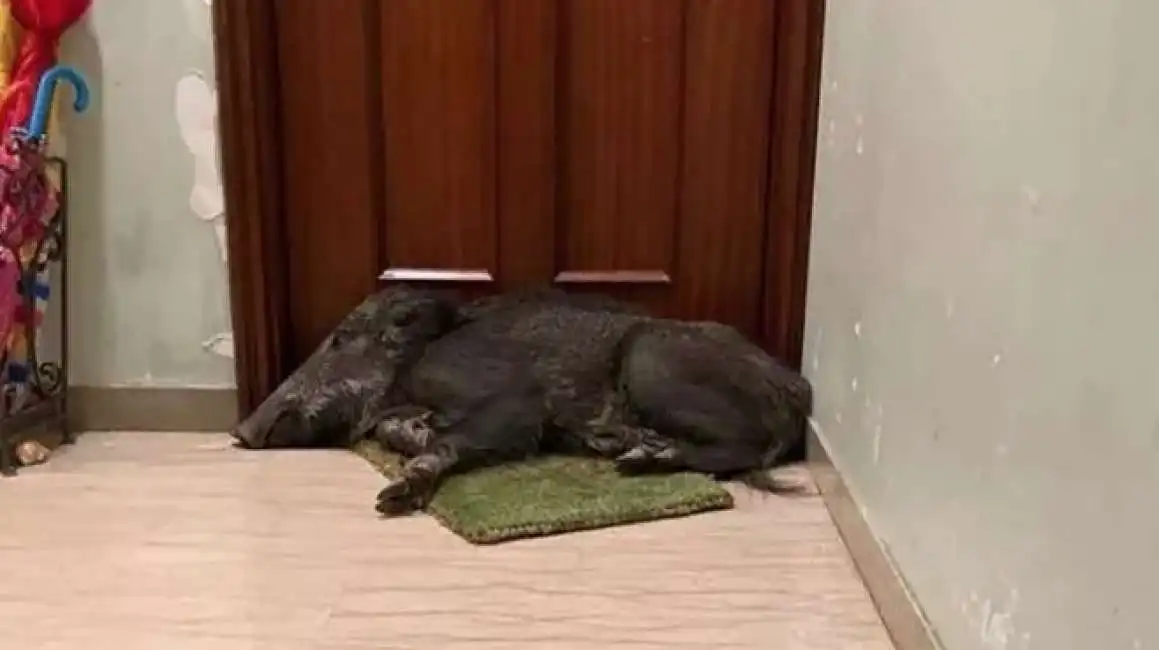 cinghiale addormentato sullo zerbino a genova