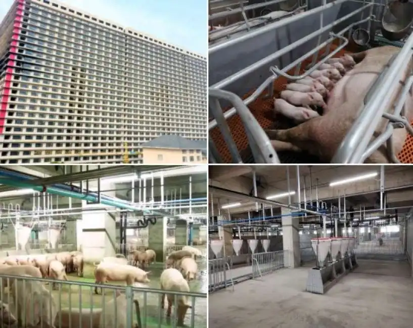 pig farm cina 