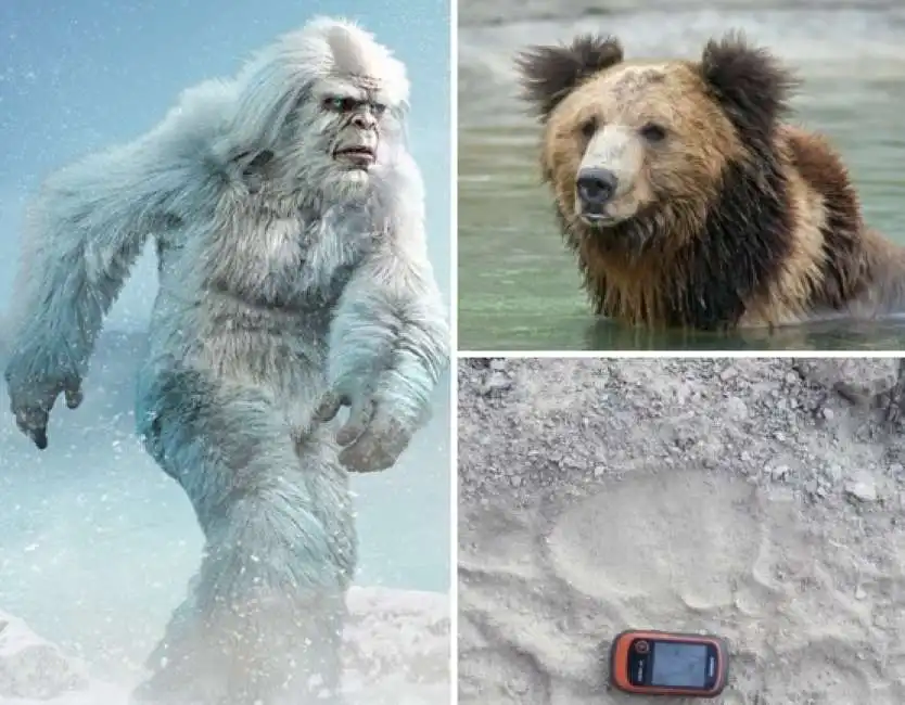 yeti orso