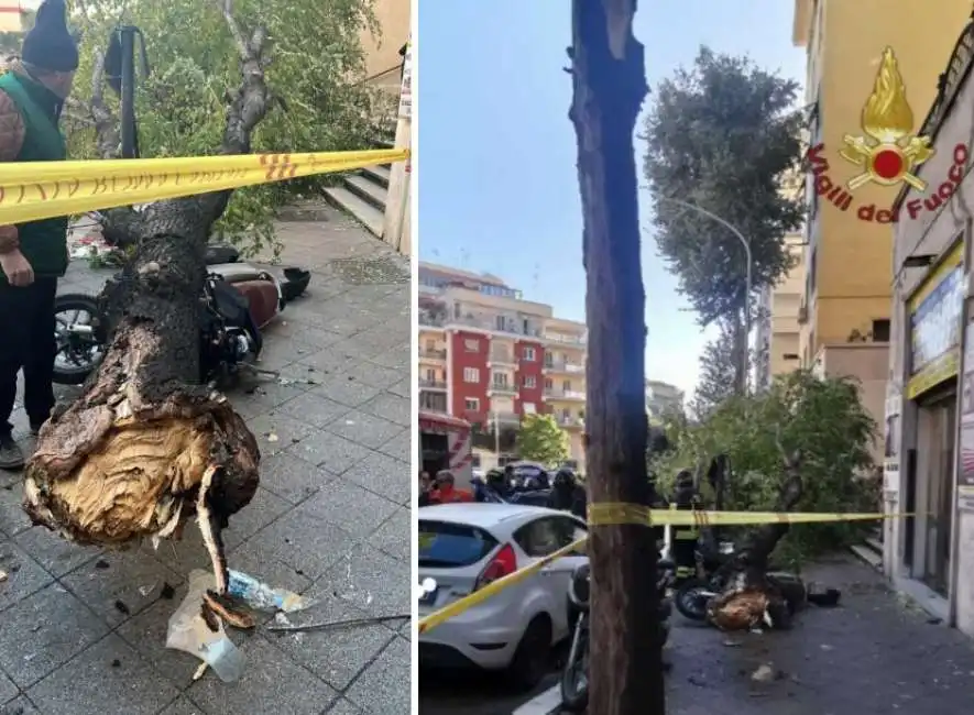 albero alberi caduti roma 