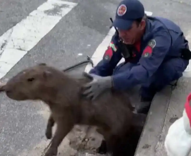 capibara liberato in brasile