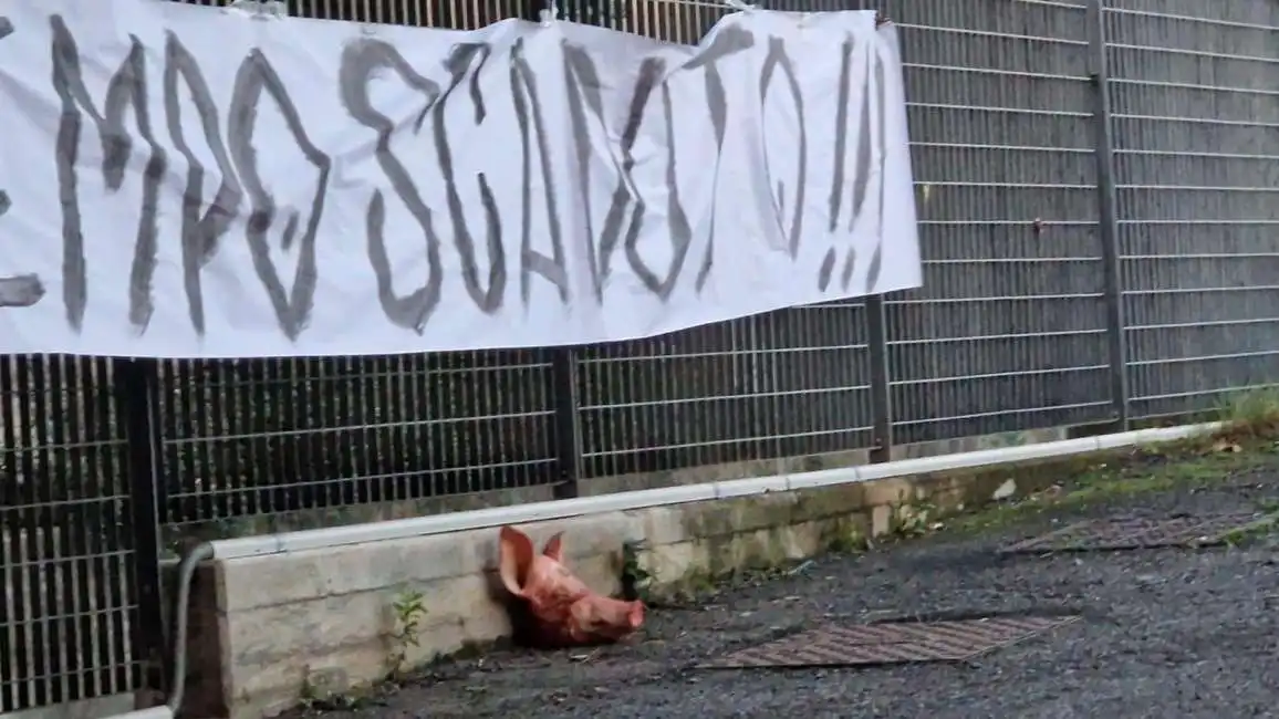 testa di maiale mozzata davanti alla sede dello spezia calcio 