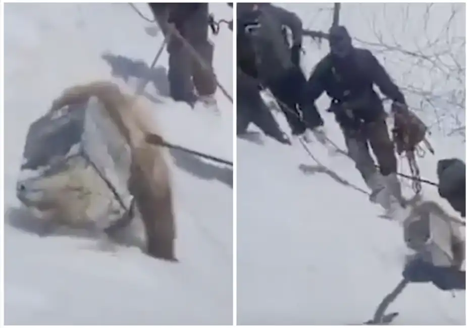 orso con la testa incastrata in un secchio