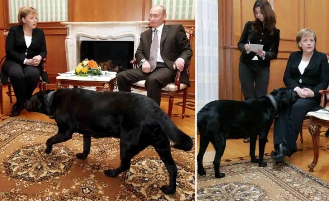 vladimir putin angela merkel cane labrador