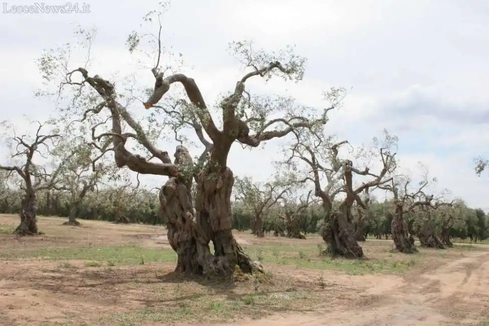 xylella ulivi