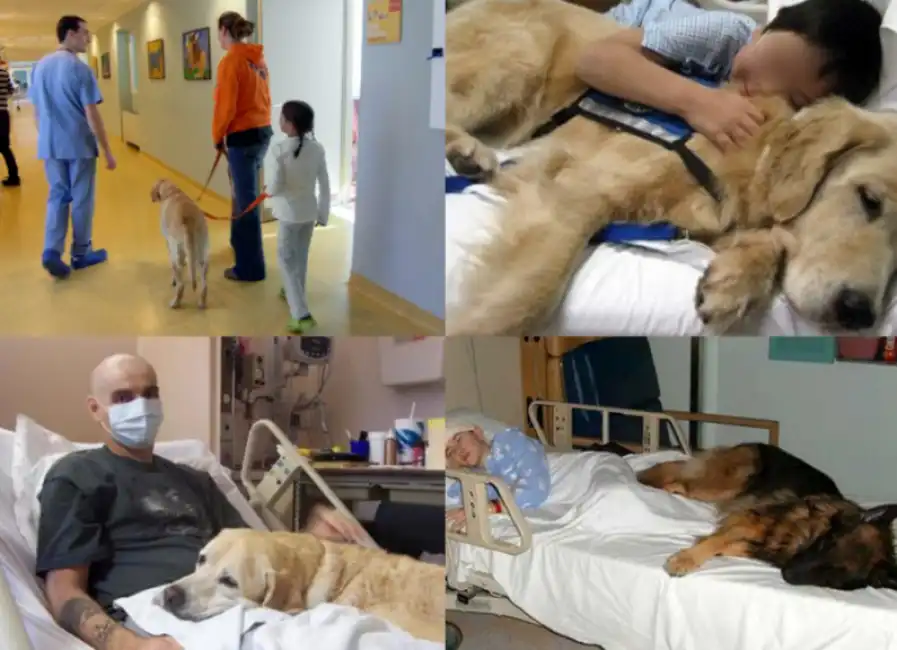 cane ospedale