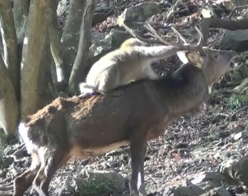 il sesso tra la femmina di macaco giapponese e un cervo maschio