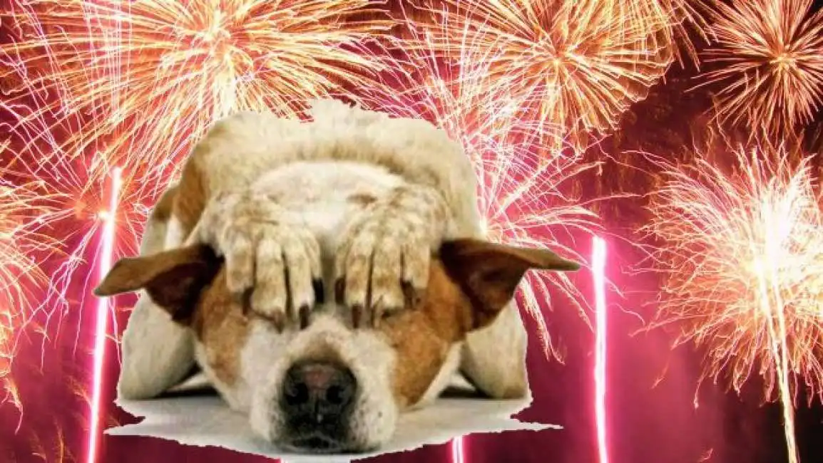 fuochi artificio cani