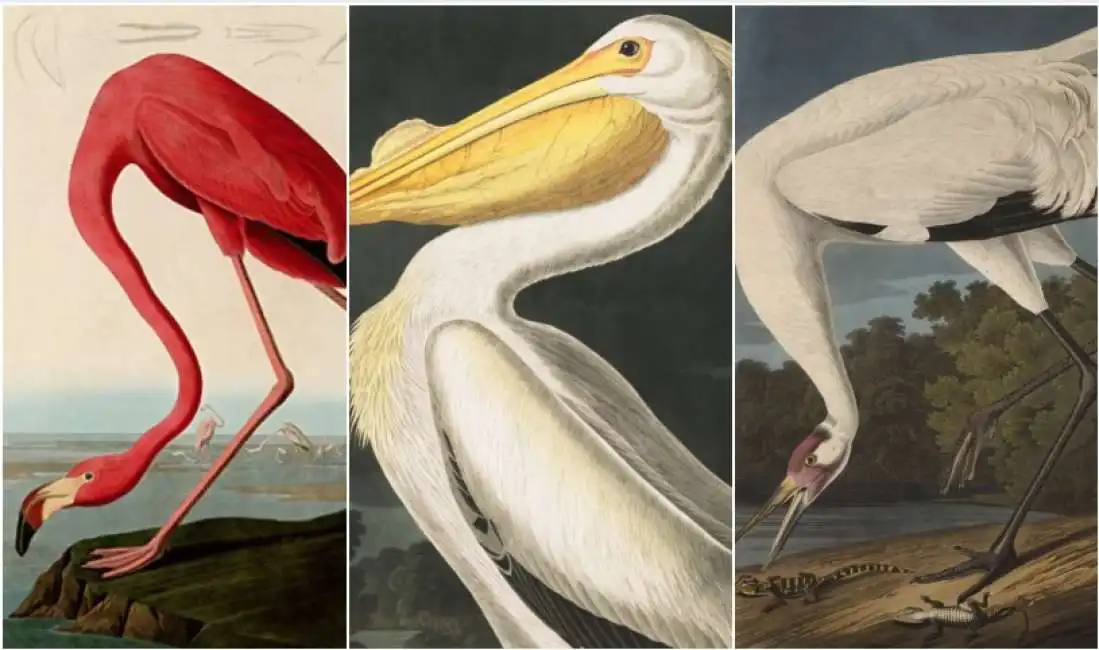 the birds of america di audubon