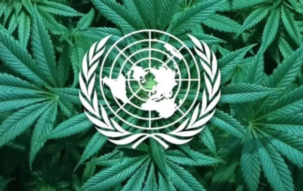 cannabis onu