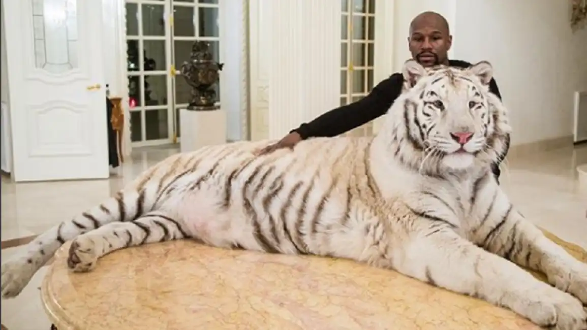 floyd mayweather tigre