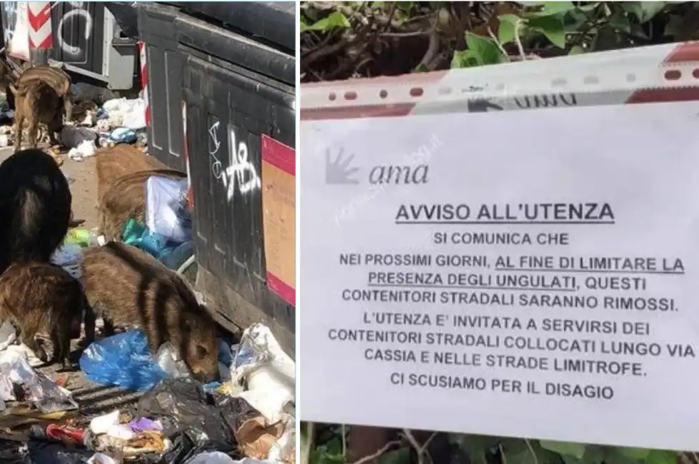 ama cassonetti cinghiali