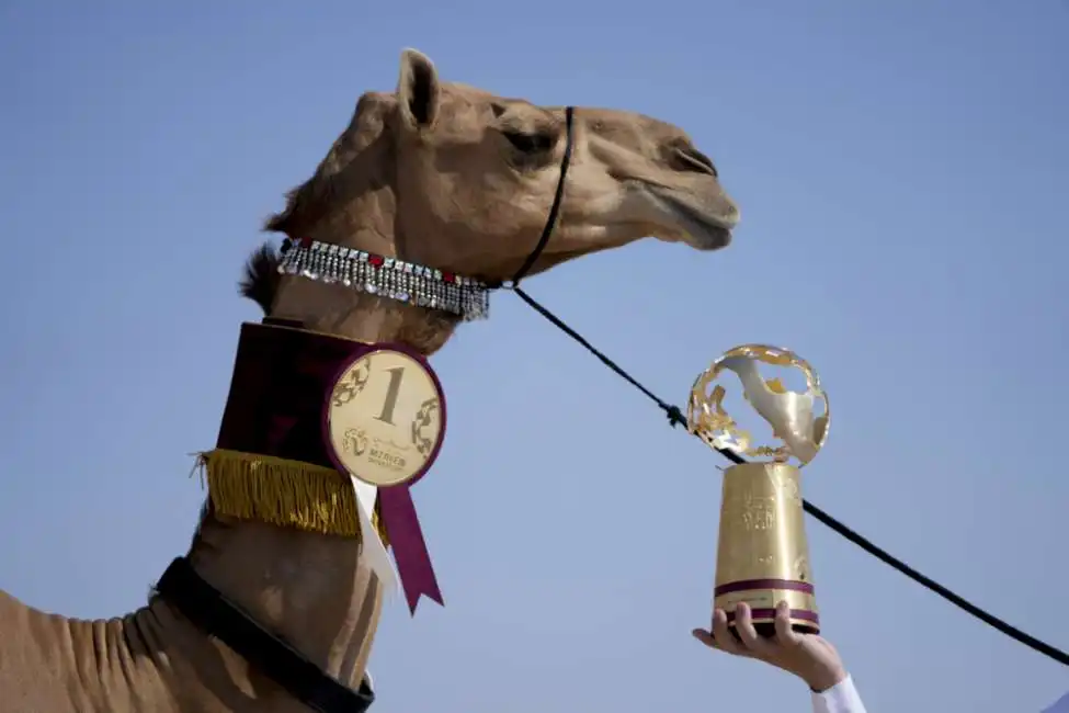 camel beauty contest qatar cammello cammelli