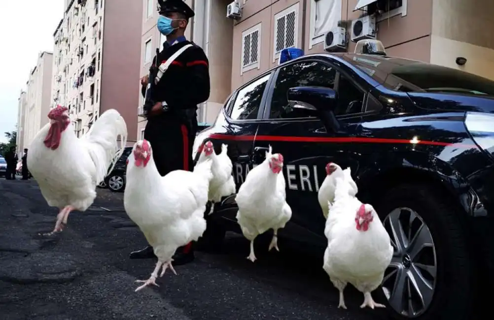 carabinieri galline domiciliari roma