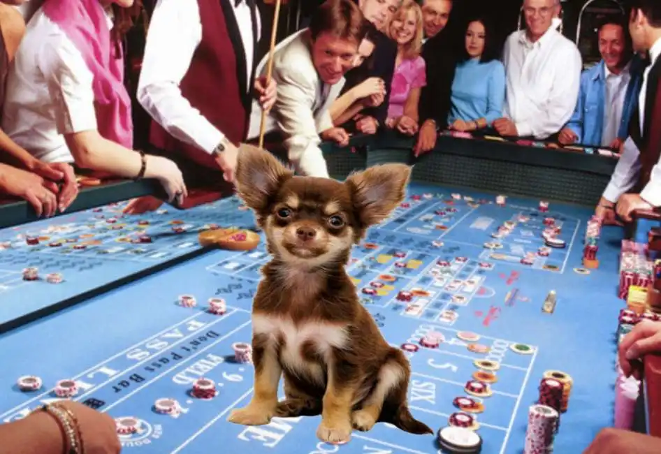 chihuahua casino