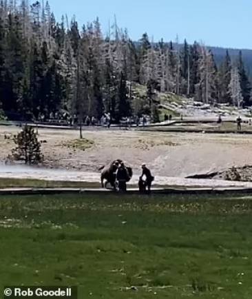 bisonte carica famiglia a yellowstone