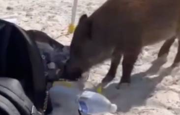 cinghiale in spiaggia in sardegna