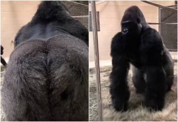 lo show del gorilla allo zoo