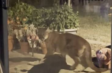 un puma azzanna un cane in california